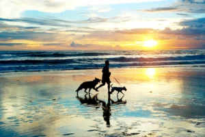 Pet Friendly Apartments in Virginia Beach